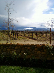 vineyard 2
